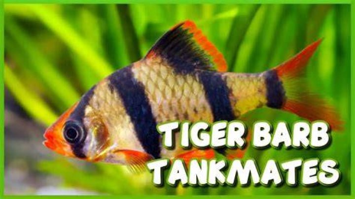What fish can you keep with tiger barbs?