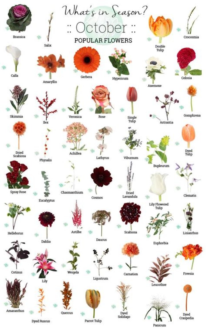 What flowers are in season during October