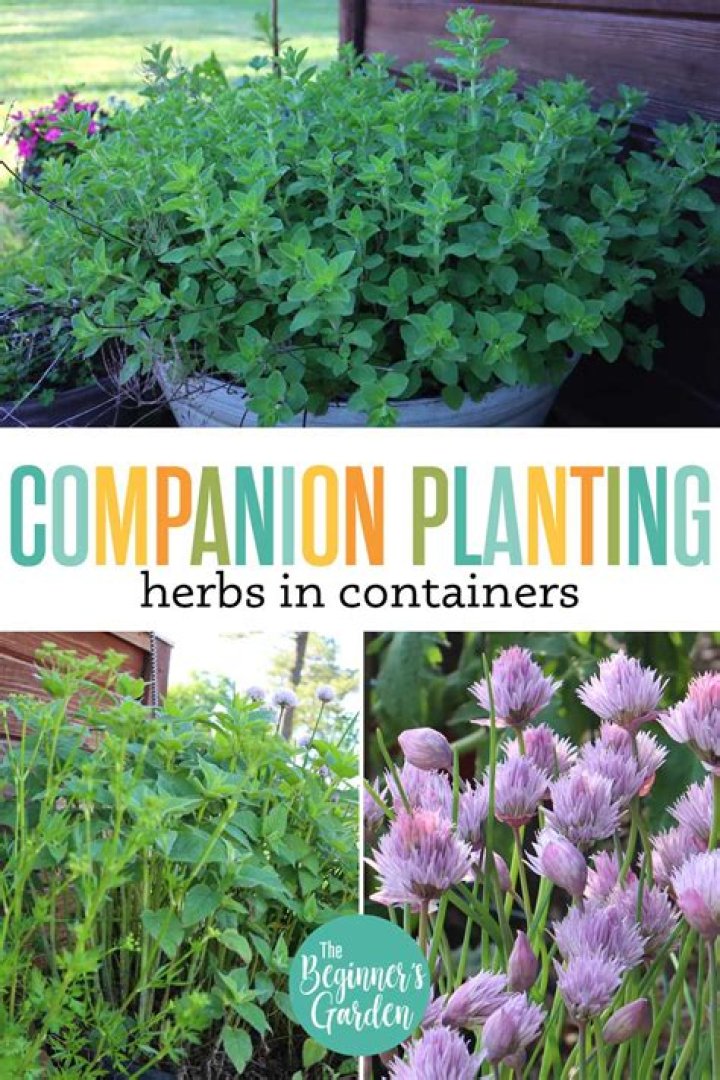 What flowers can I plant with my herbs?