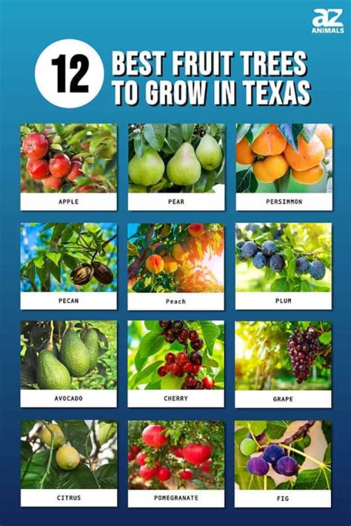 What fruit trees can grow in Maryland