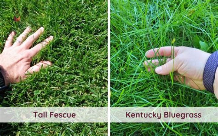 What grass goes with tall fescue