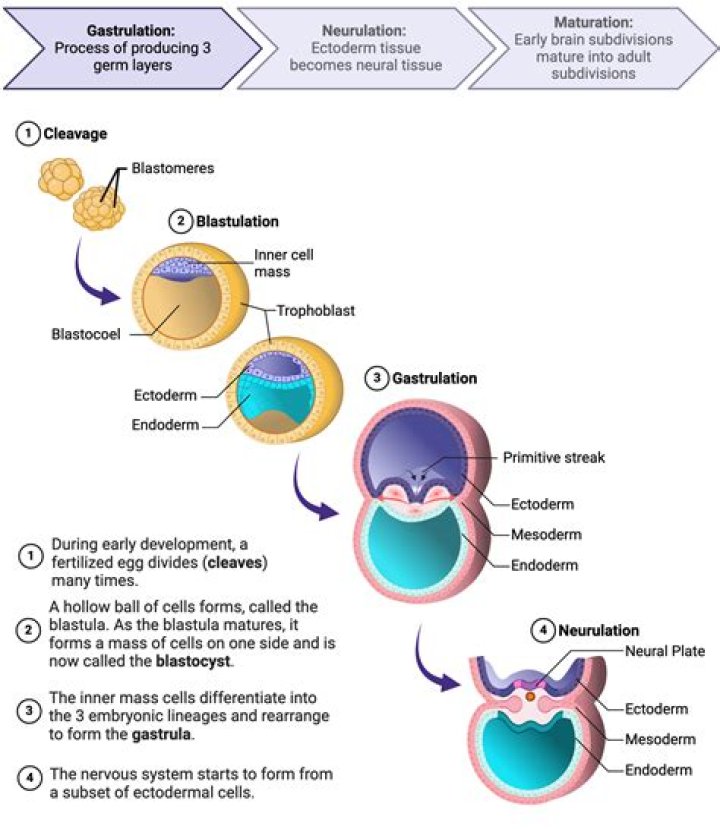 What happens in Neurulation