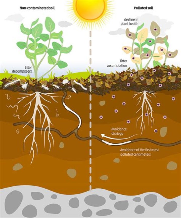 What happens when soil is contaminated