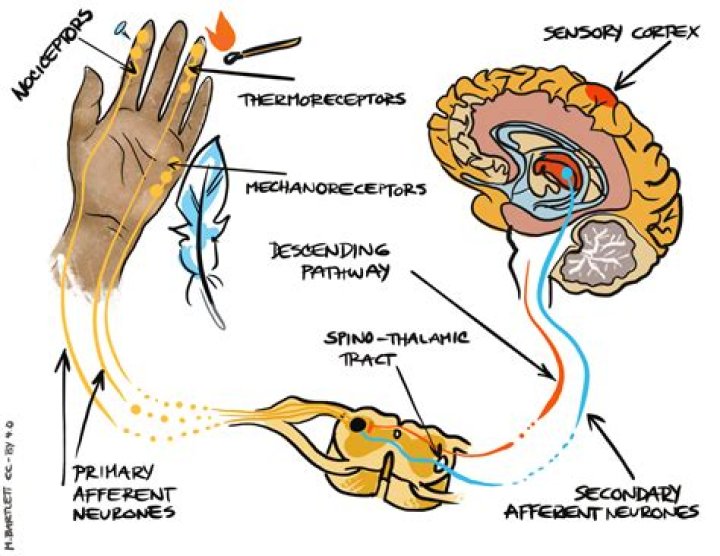 What happens when there is damage to the somatosensory cortex