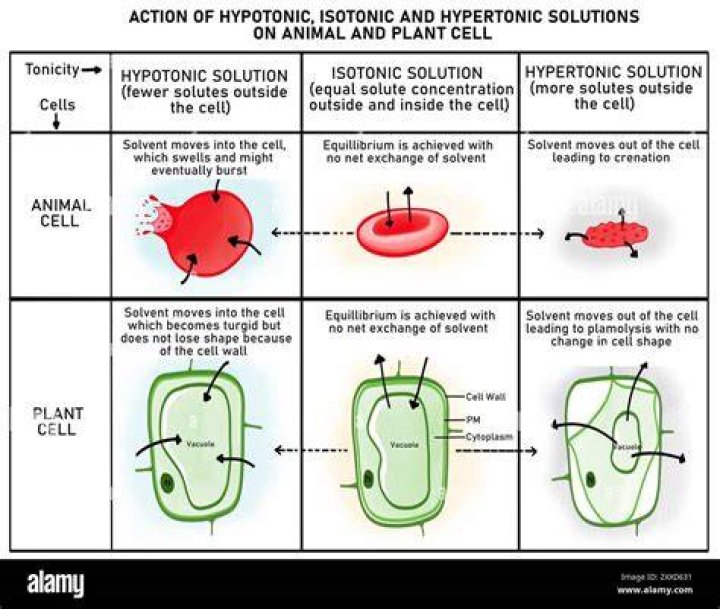 What happens when you add iodine solution to the onion cell