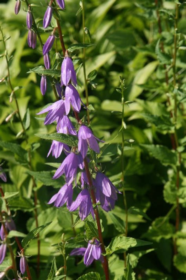 What herbicide will kill Creeping Bellflower