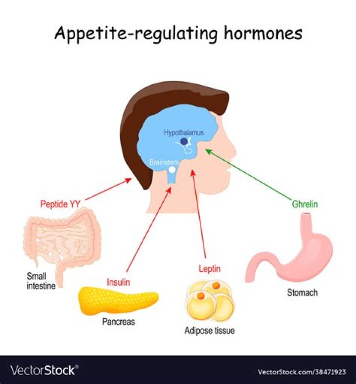 What hormone suppresses the appetite quizlet