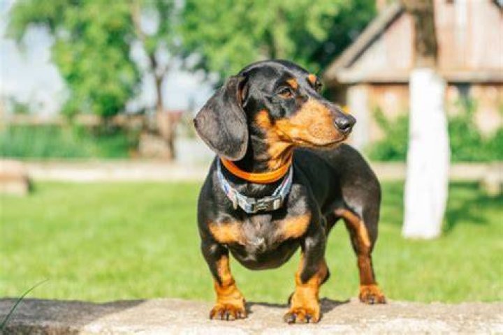 What is a black and tan Dachshund called?