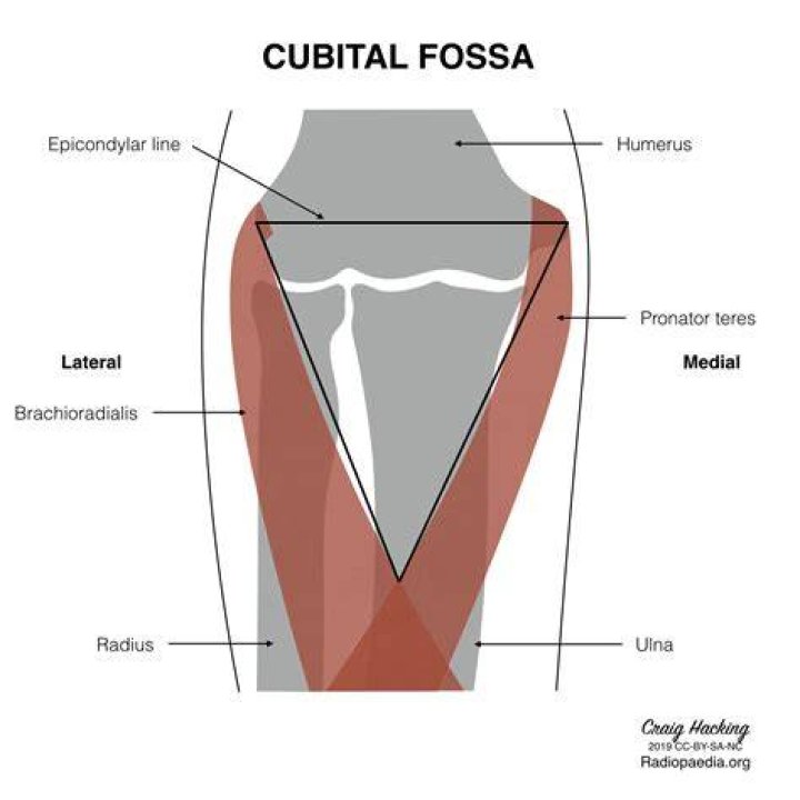 What is a cubital fossa?