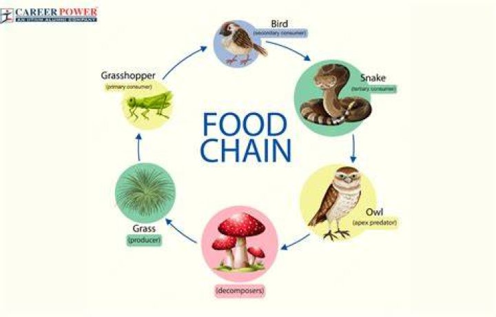 What is a food chain for ks2?