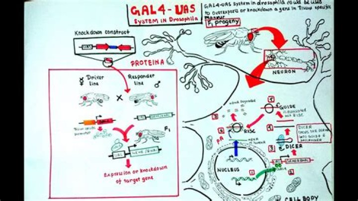 What is a GAL4 line?