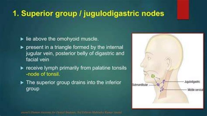 What is a Jugulodigastric lymph node?