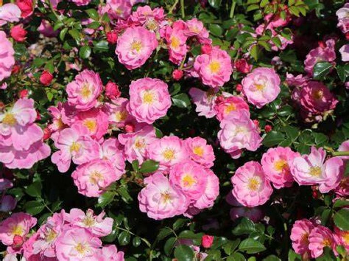 What is a MEIDILAND rose?