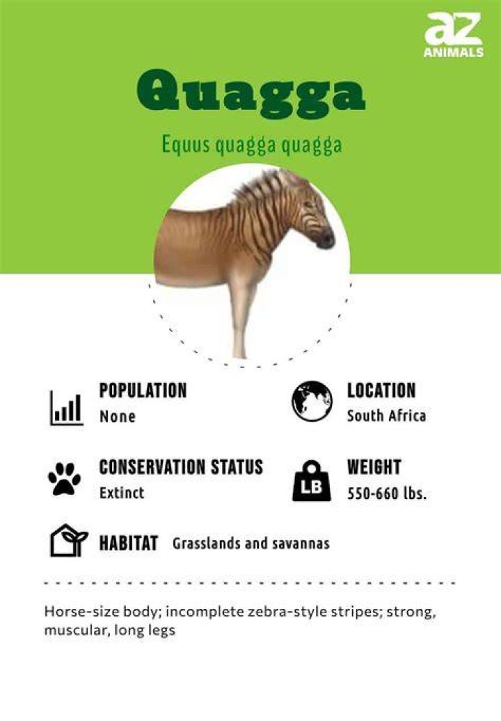 What is a quagga in English?