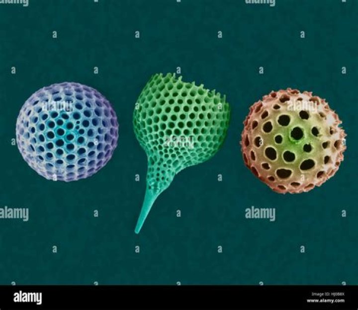 What is a radiolarian in science?