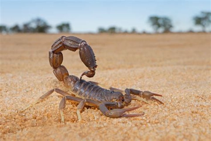 What is a Scorpions habitat