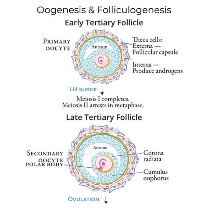 What is a vesicular follicle