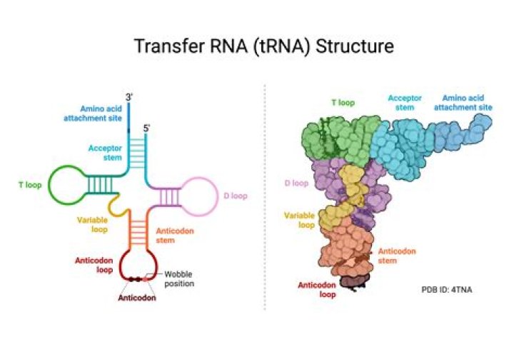 What is an anticodon of the transfer RNA for valine