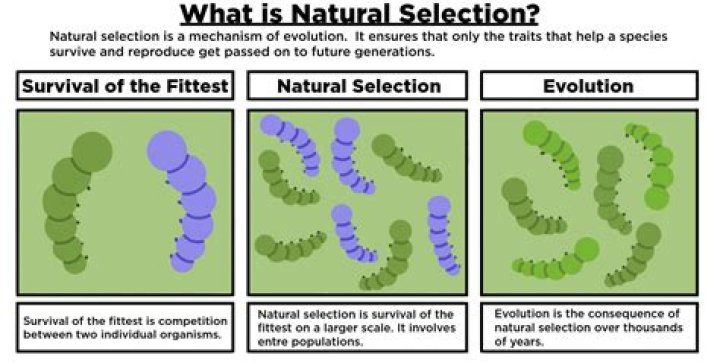 What is an example of natural selection in biology