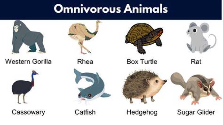 What is called omnivorous
