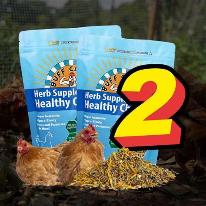 What is cecal poop in chickens