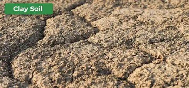What is clay rich soil