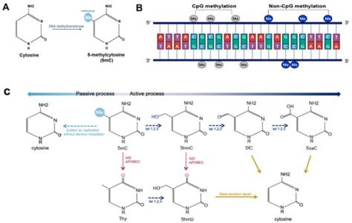 What is CpG methylation used for?