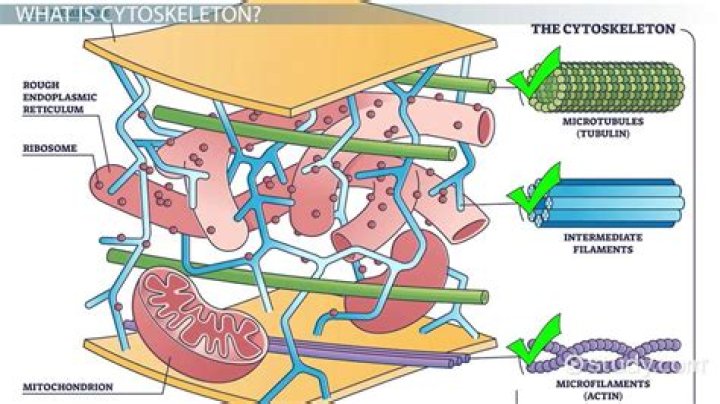 What is cytoskeletal tension?