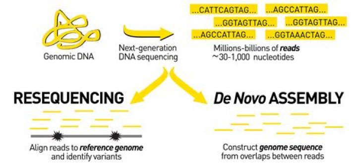 What is de novo assembly of sequences