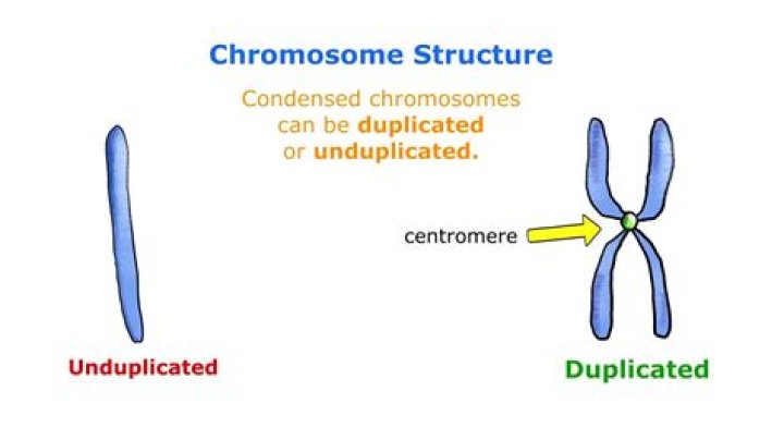 What is duplicated chromosome
