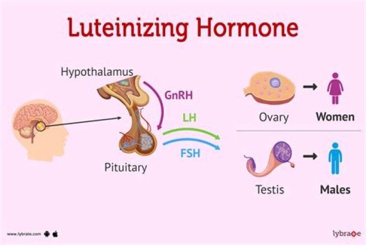 What is FSH and LH hormone