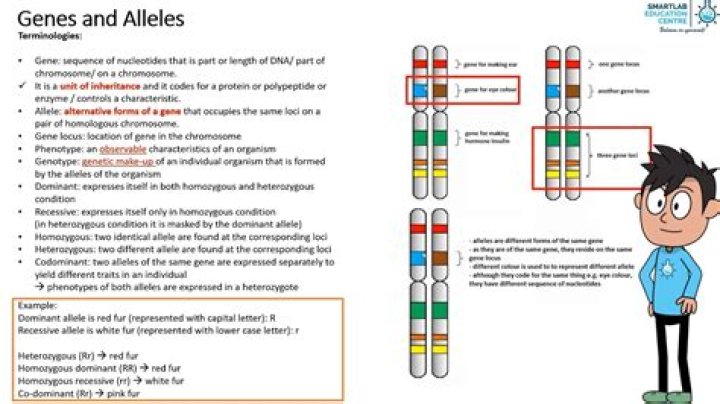 What is genetic allele