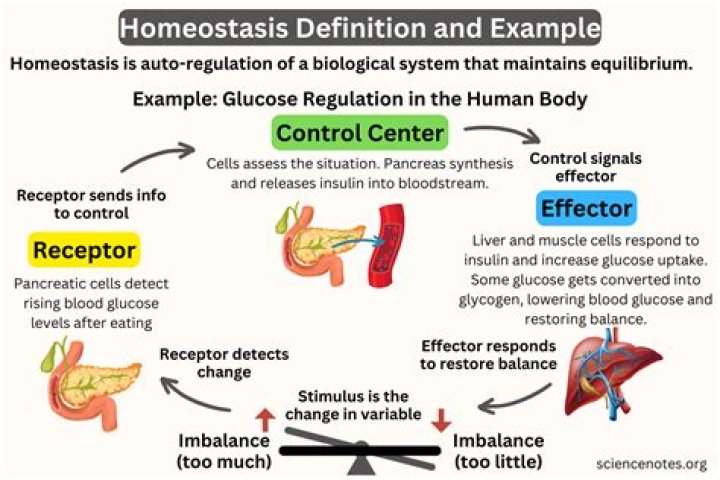 What is homeostasis mechanism