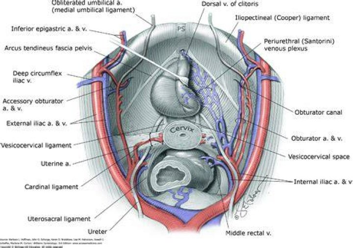 What is Iliopectineal Arch?