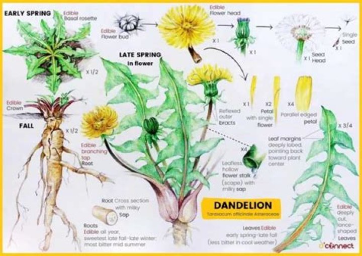 What is in a dandelion stem