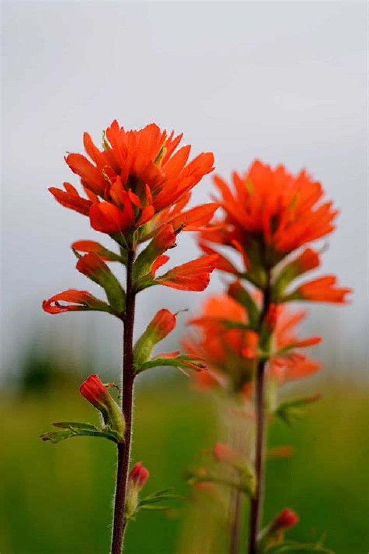 What is Indian paintbrush flower