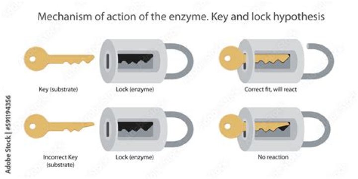 What is key and lock hypothesis