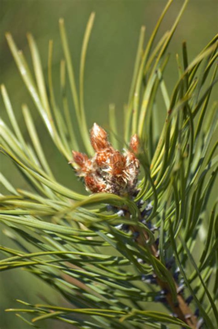 What is killing my pine trees