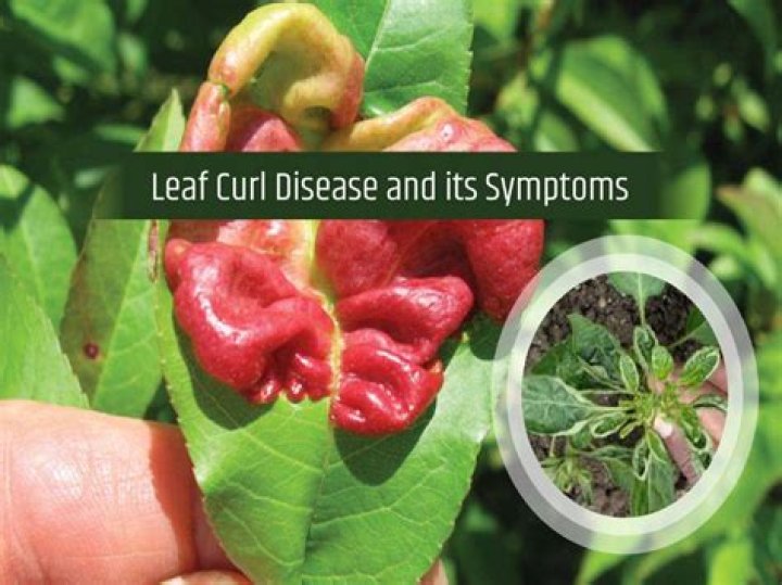 What is leaf curl disease