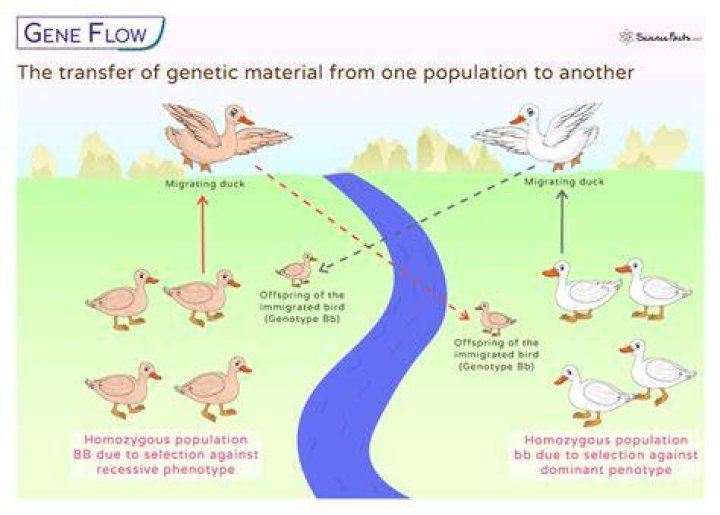 What is meant by gene pool?
