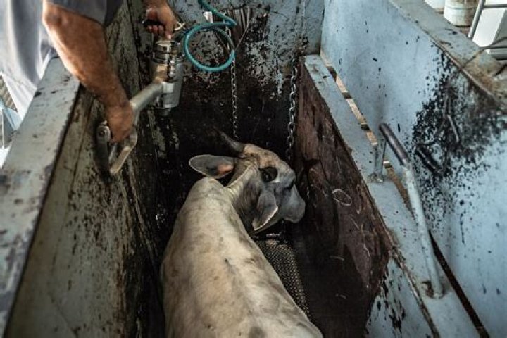 What is on farm slaughter?