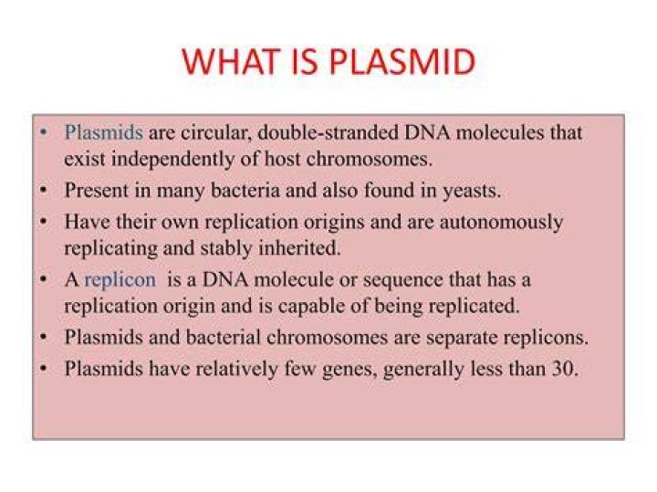 What is pBluescript plasmid?