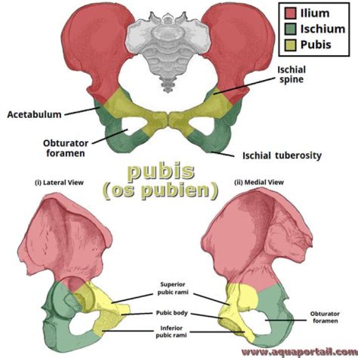 What is pubis area