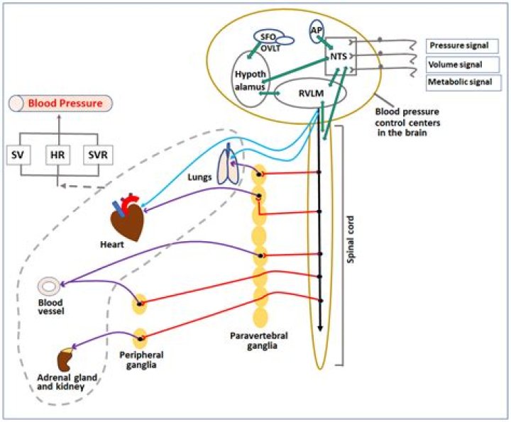 What is regulation of blood pressure