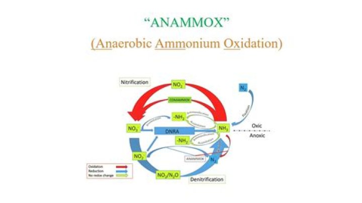 What is the anammox reaction?