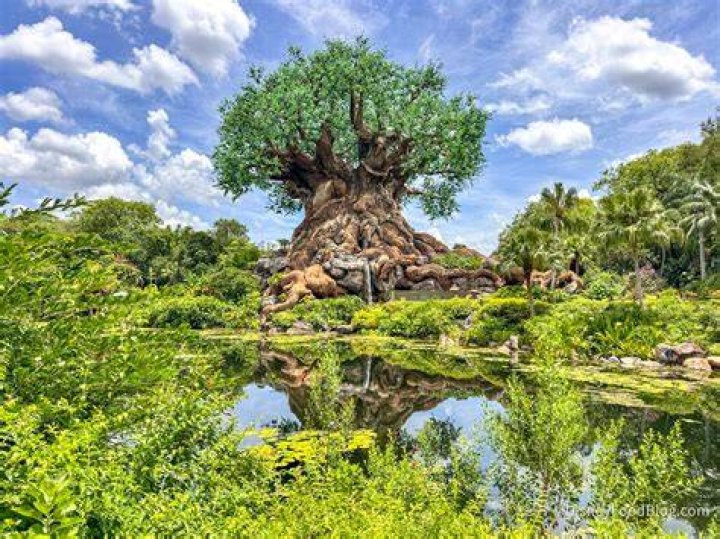 What is the art of tree shaping called