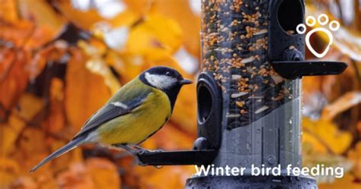 What is the best food to feed wild birds in winter