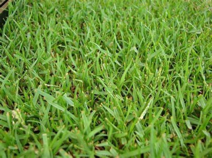 What is the best grass seed for full sun