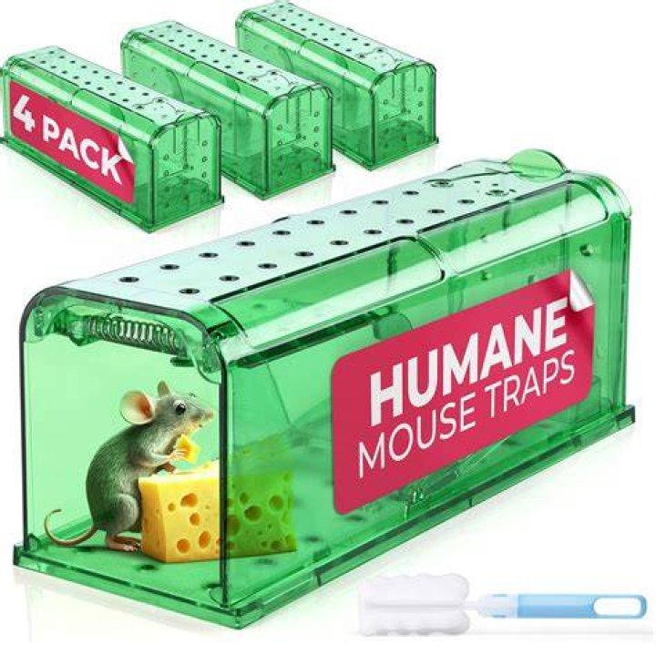 What is the best live mouse trap