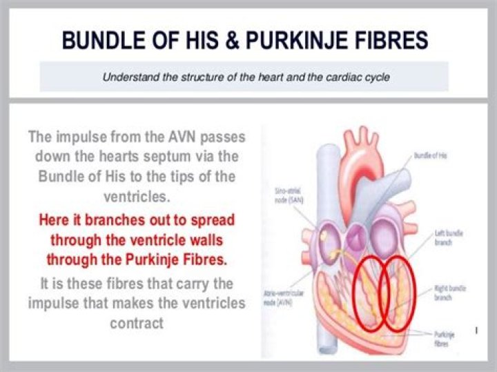 What is the bundle of His and Purkinje Fibres